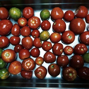 Petite production de tomates devient grande !<br> Allez on continue avec mirabelles !